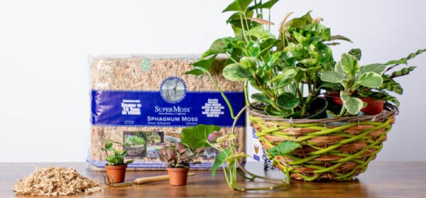 Planting a Shade Friendly Hanging Basket with Sphagnum Moss