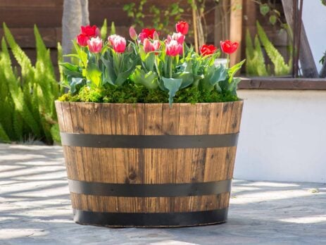 Spring Tulip Barrel Garden
