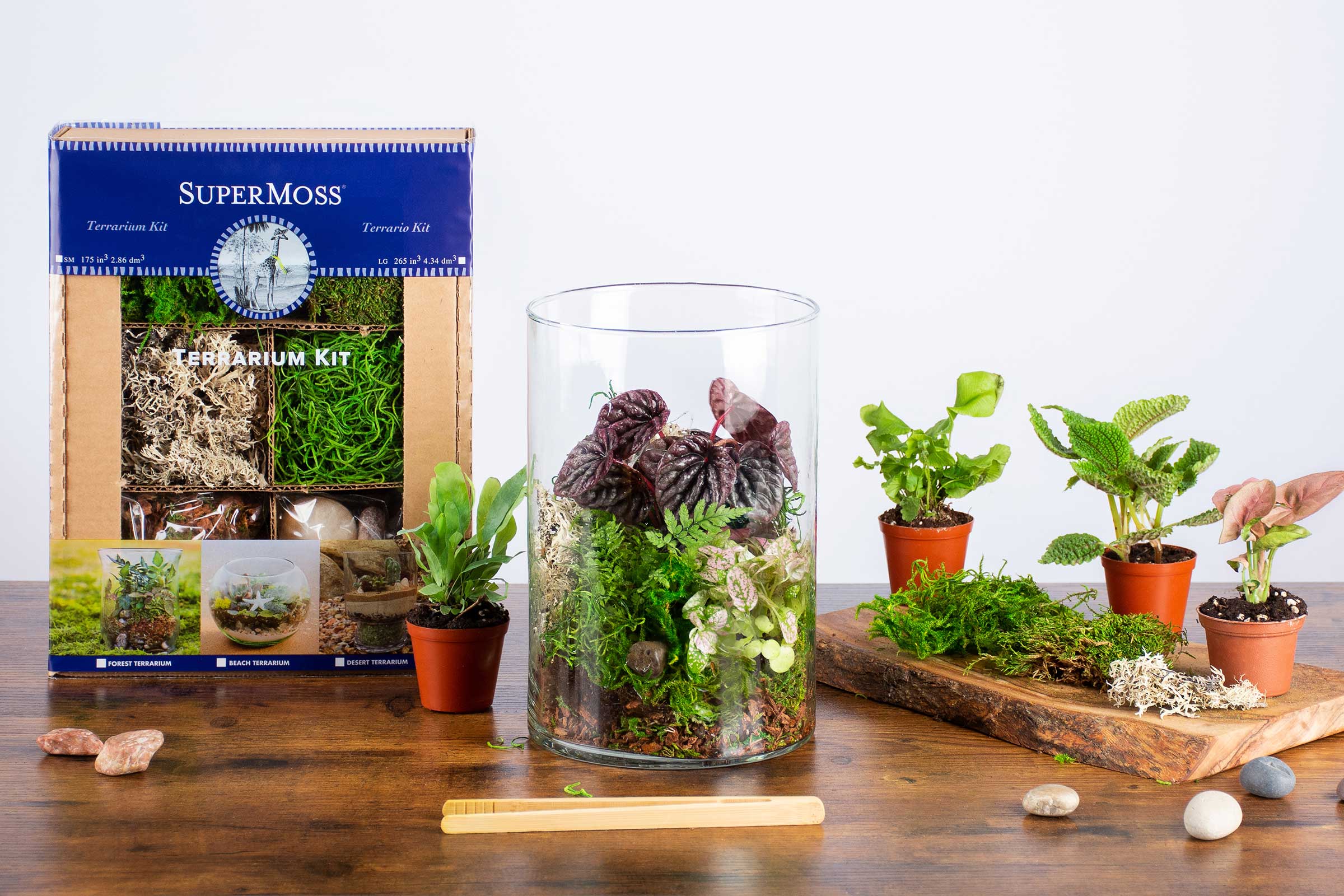 Forest Terrarium Kit