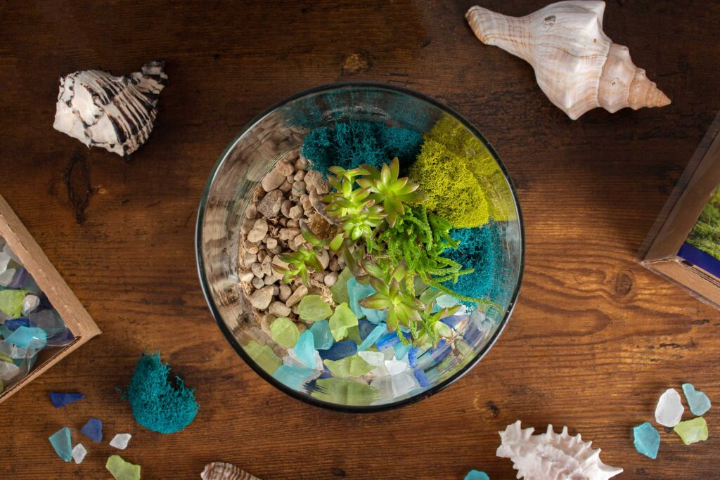 Coastal Terrarium with Beach and Live Moss - Glass - Pebbles - Sand from  Apollo Box