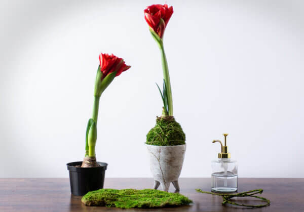 DIY Kokedama with Sheet Moss