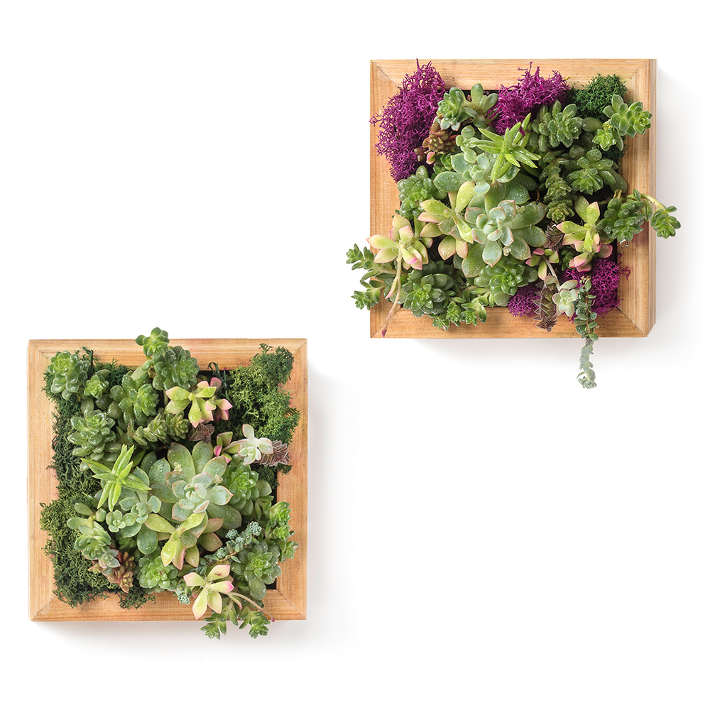 SuperMoss Sphagnum Moss Living Frames