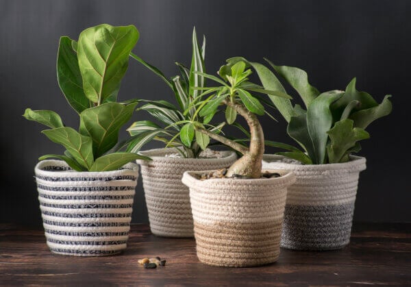 ???? Plant Power: How Indoor Houseplants Boost Your Health & Happiness