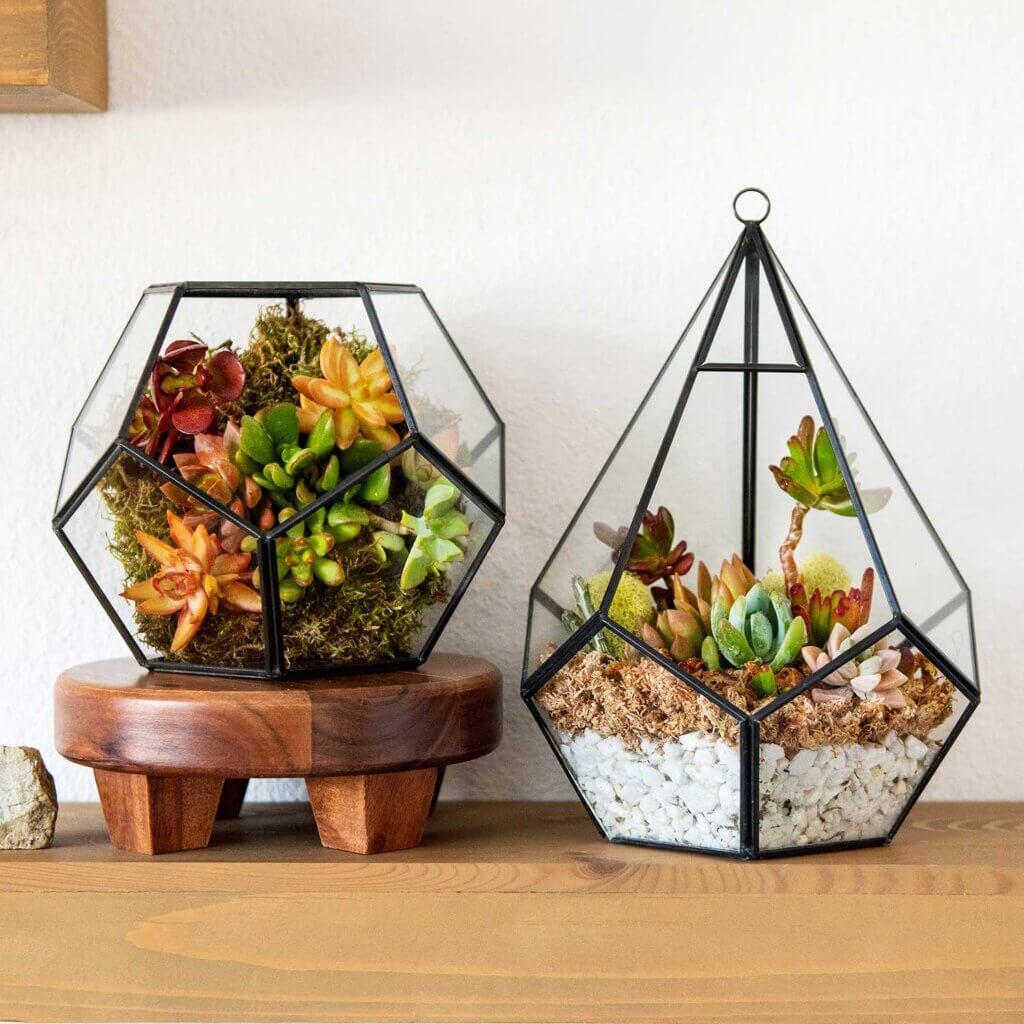 SuperMoss Glass Terrarium #6