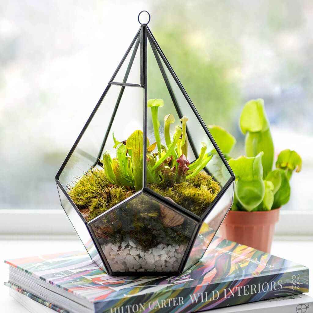 Glass Terrariums