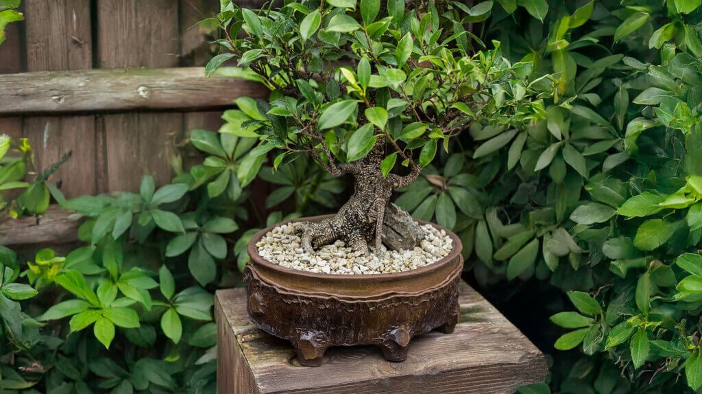 Horticultural Pumice Stone #1