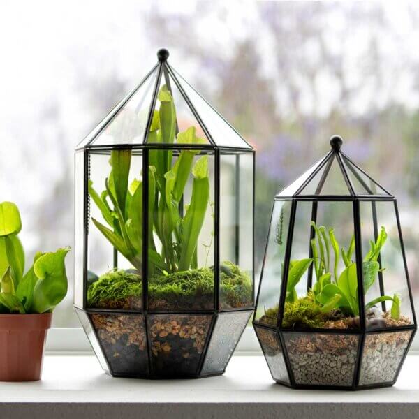SuperMoss Glass Terrarium