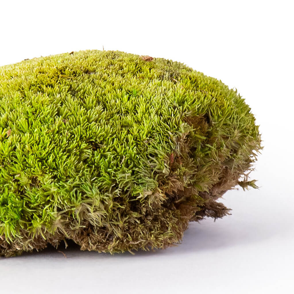 Preserved Topa Moss #8