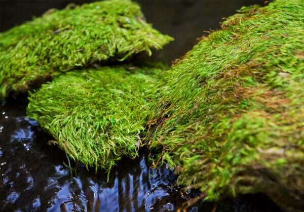 Moss as a Sustainable Alternative: A Green Choice for a Healthier Planet