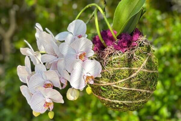 Kokedama Kit – Crafting the Perfect Decor!