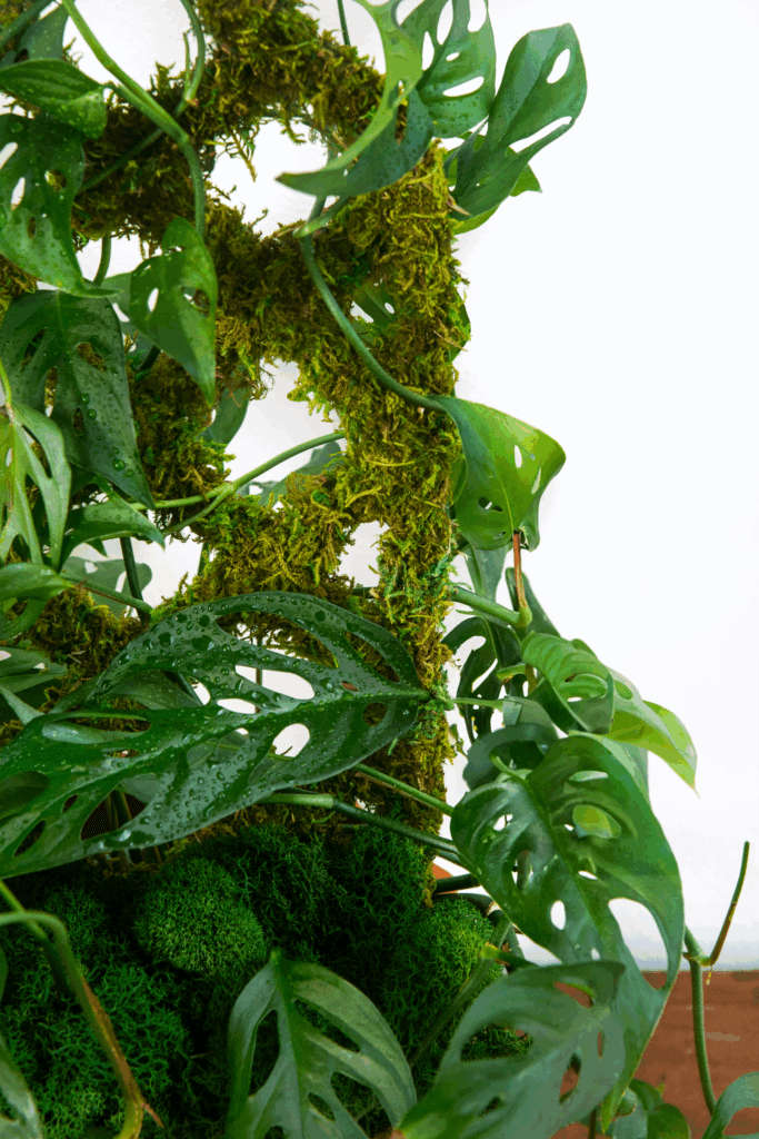 Mini Diamond Trellis #4