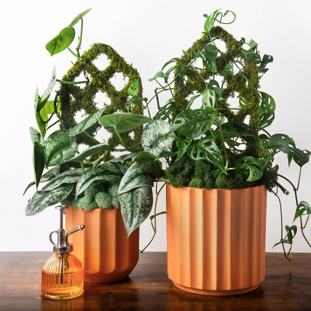 Mini Diamond Trellis #3