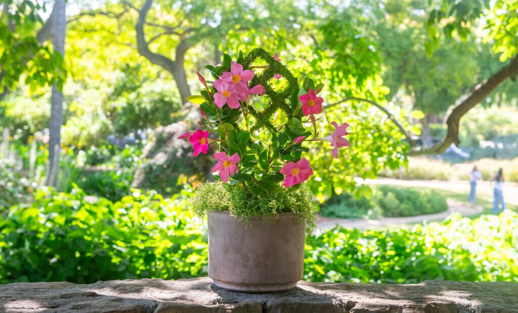 Mini Diamond Trellis #1