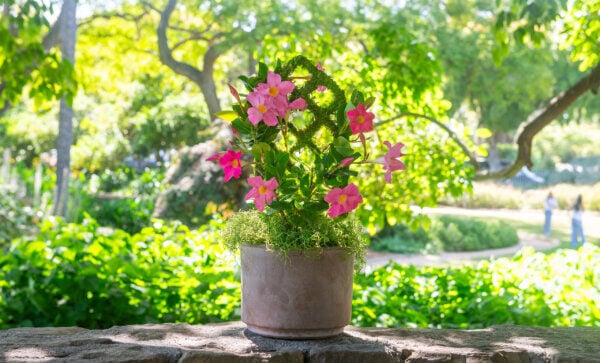 Mini Diamond Trellis