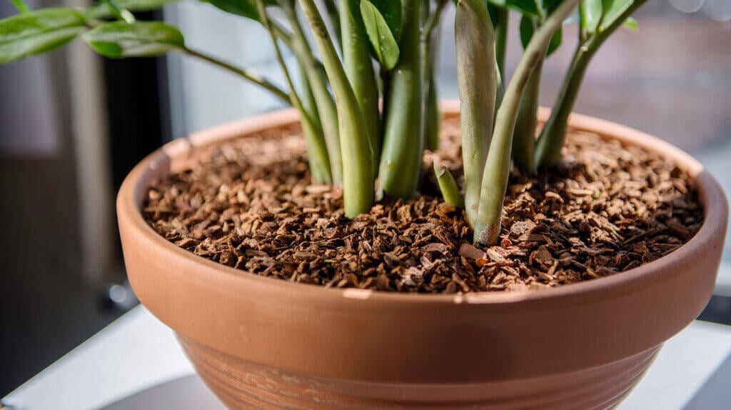 White Fir Orchid Bark 1/4" #1