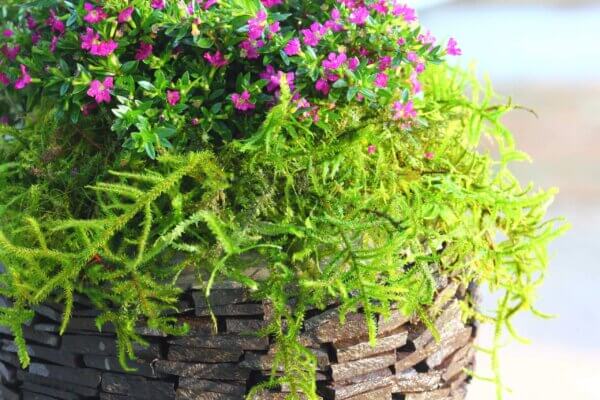 Forest Moss Preserved