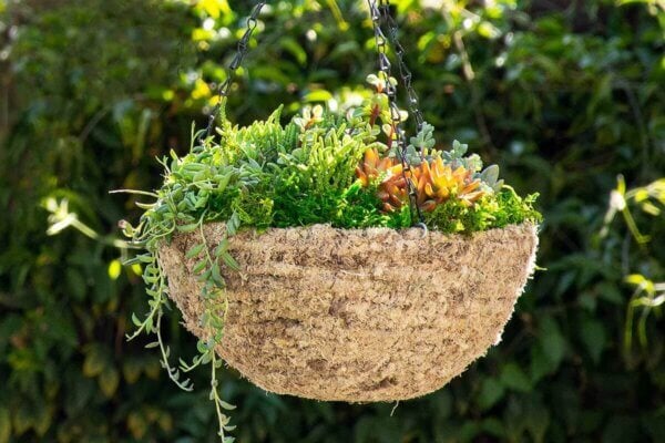 Hanging Baskets