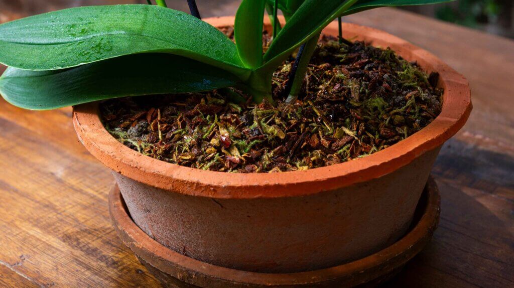Orchid Potting Mix #1