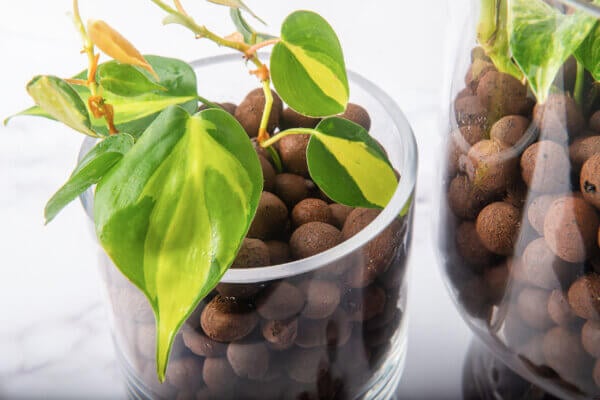 LECA Clay Pebbles
