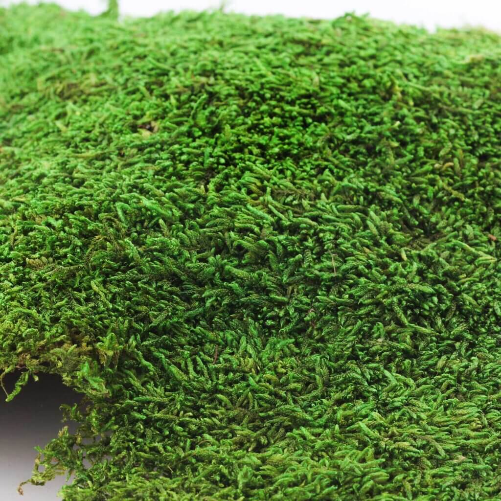 Tombstone Moss #4