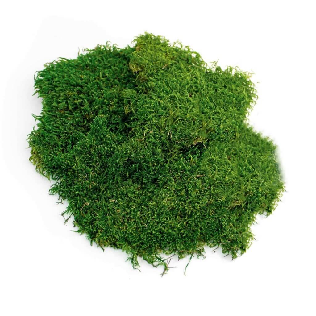 Tombstone Moss #3