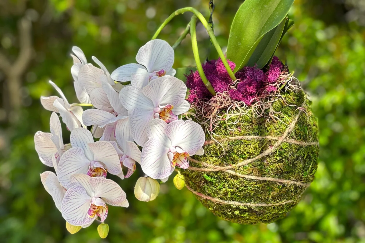 Kokedama Kit – Crafting the Perfect Decor!