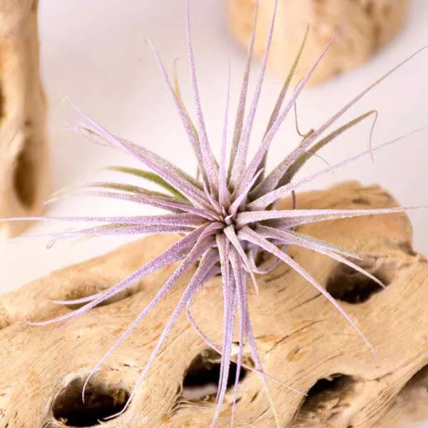 Cholla Wood Air Plant Set