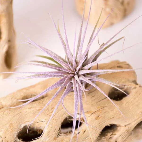 Tillandsia Ionantha Air Plant (Enhanced Lilac)