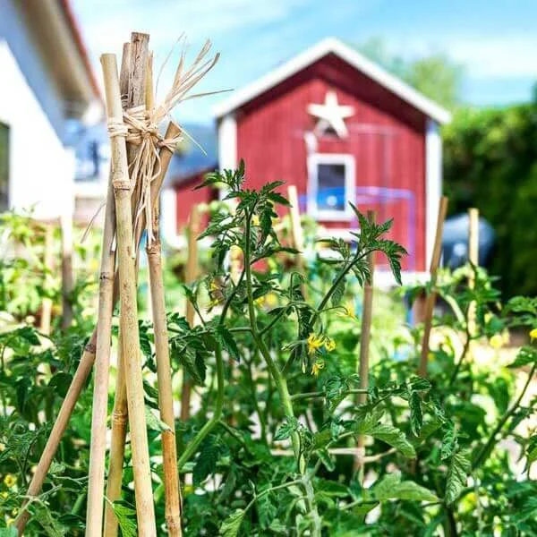 Bamboo Plant Stakes