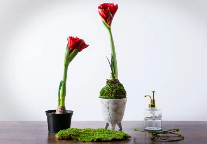 DIY Kokedama with Sheet Moss